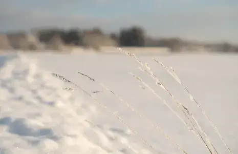 Kõrred põllul, talv