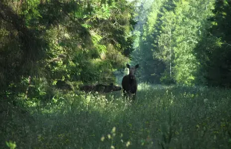 Põder metsas