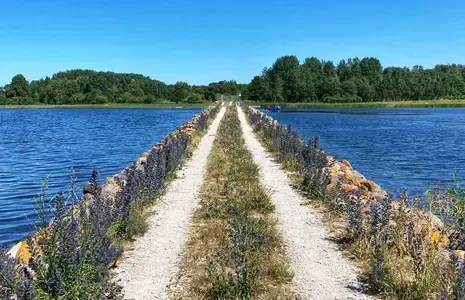 Loodus