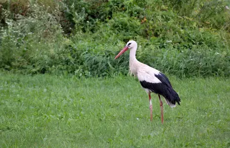 Kurg