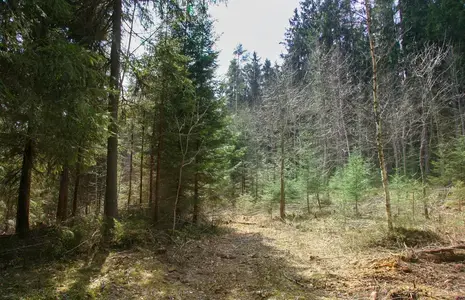 Noorendik