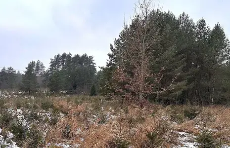 Säilitatud männigruppide ja üksikute tammedega on metsastamise käigus väheväärtuslikule maale antud uus võimalus.