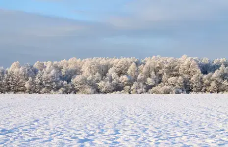 Üleval sinine, veidi pilvine taevas, keskel lumine mets ja ees lumeväli. 