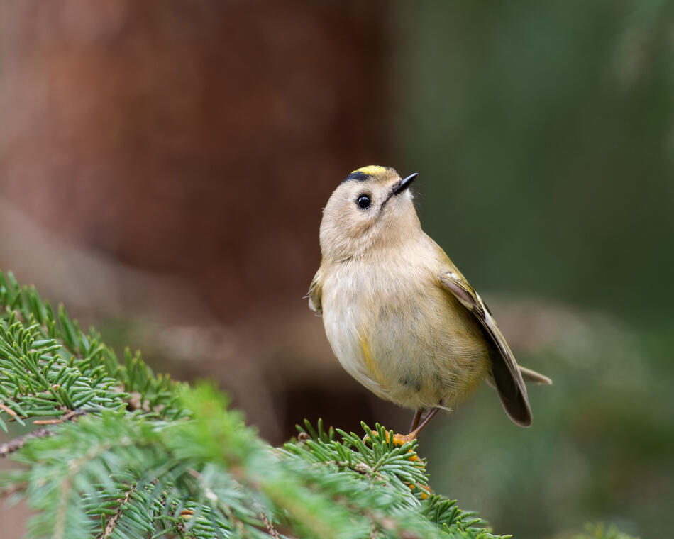 Pöialpoiss metsas okaspuu oksal